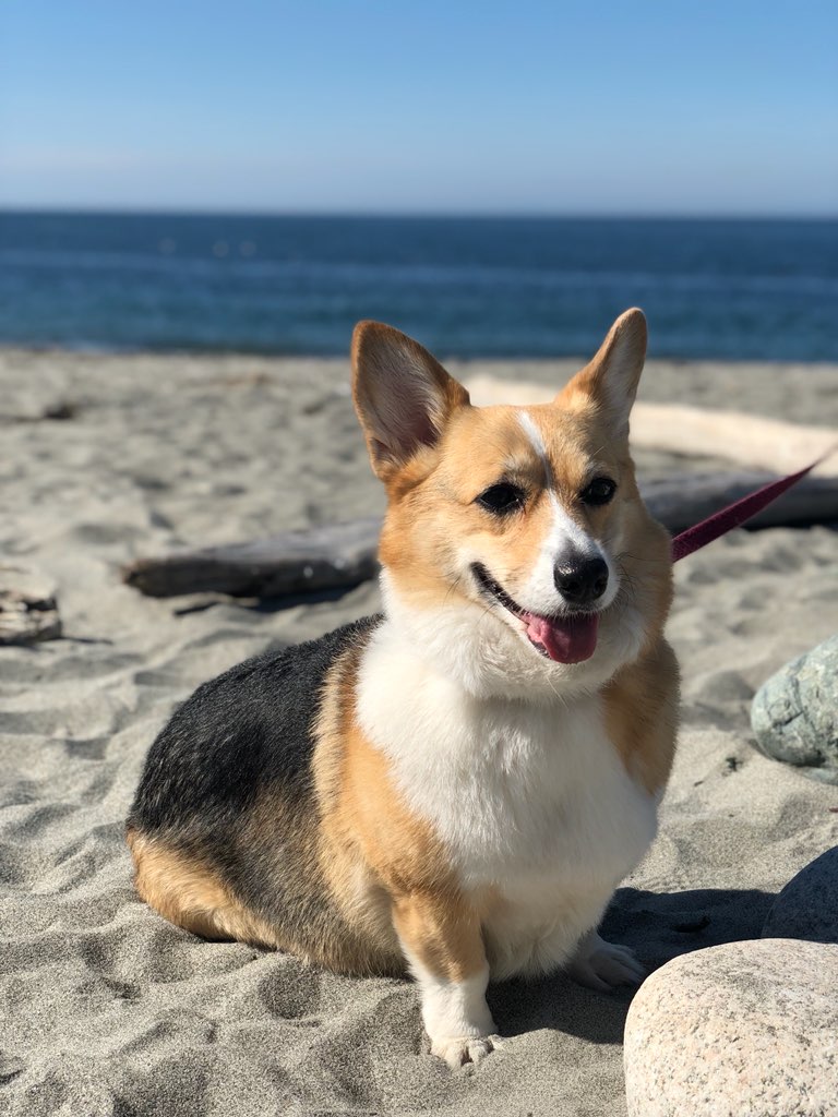 BLACKHILLS CORGIS