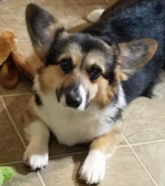 BLACKHILLS CORGIS